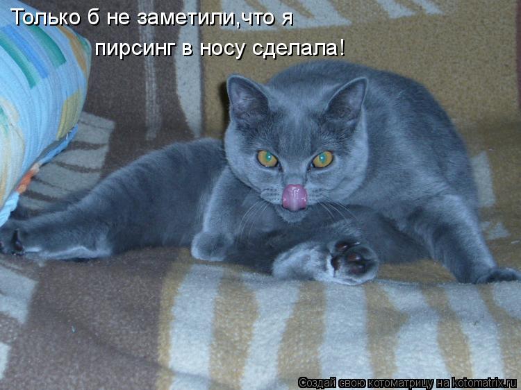 Только б не заметили,что я пирсинг в носу сделала!... Котоматрица: Только б не заметили,что я пирсинг в носу сделала!