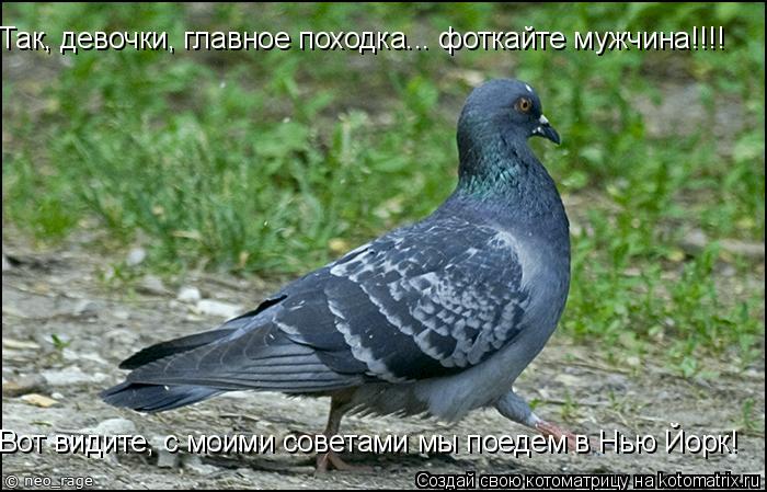 Так, девочки, главное походка... фоткайте мужчина!!!! Вот видите, с моими советами мы поедем в Нью Й... Котоматрица: Так, девочки, главное походка... фоткайте мужчина!!!! Вот видите, с моими советами мы поедем в Нью Йорк!