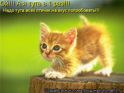 Ой!!! А я тута в 1 раз!!! Надо тута всех птичек на вкус попробовать!!!... Котоматрица: Ой!!! А я тута в 1 раз!!! Надо тута всех птичек на вкус попробовать!!!