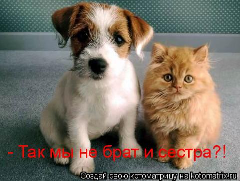 - Так мы не брат и сестра?!... Котоматрица: - Так мы не брат и сестра?!