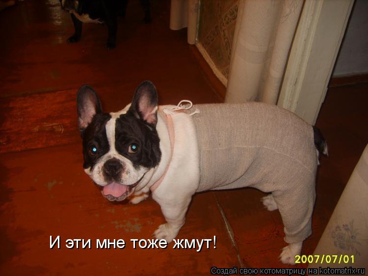 И эти мне тоже жмут!... Котоматрица: И эти мне тоже жмут!