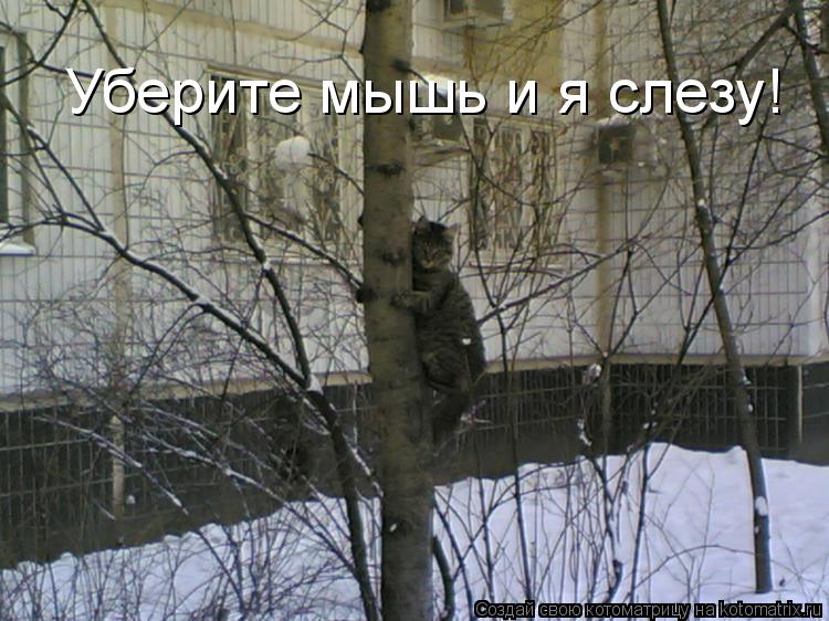 Уберите мышь и я слезу!... Котоматрица: Уберите мышь и я слезу!