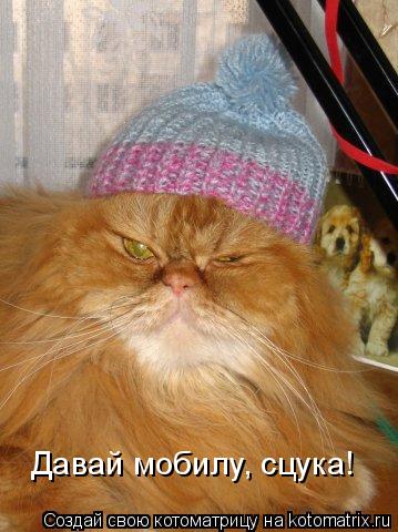 Давай мобилу, сцука!... Котоматрица: Давай мобилу, сцука!