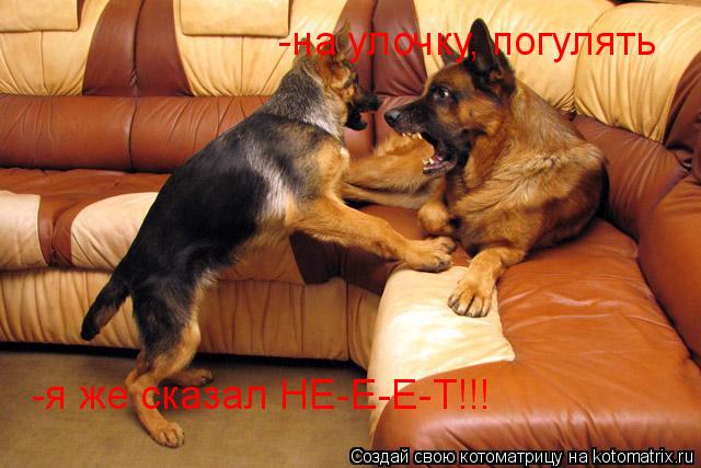 -на улочку, погулять -я же сказал НЕ-Е-Е-Т!!!... Котоматрица: -на улочку, погулять -я же сказал НЕ-Е-Е-Т!!!