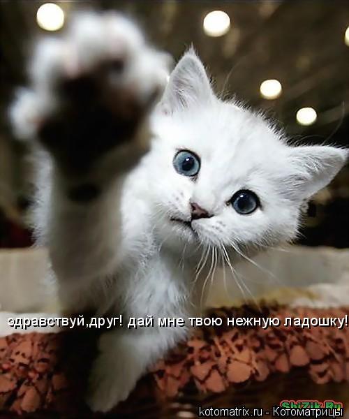 эдравствуй,друг! дай мне твою нежную ладошку!... Котоматрица: эдравствуй,друг! дай мне твою нежную ладошку!