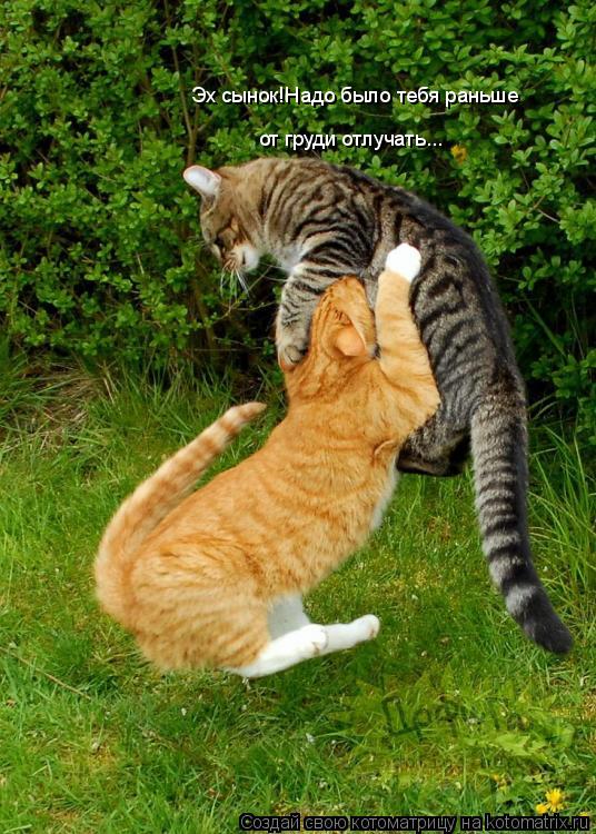 Эх сынок!Надо было тебя раньше от груди отлучать...... Котоматрица: Эх сынок!Надо было тебя раньше от груди отлучать...