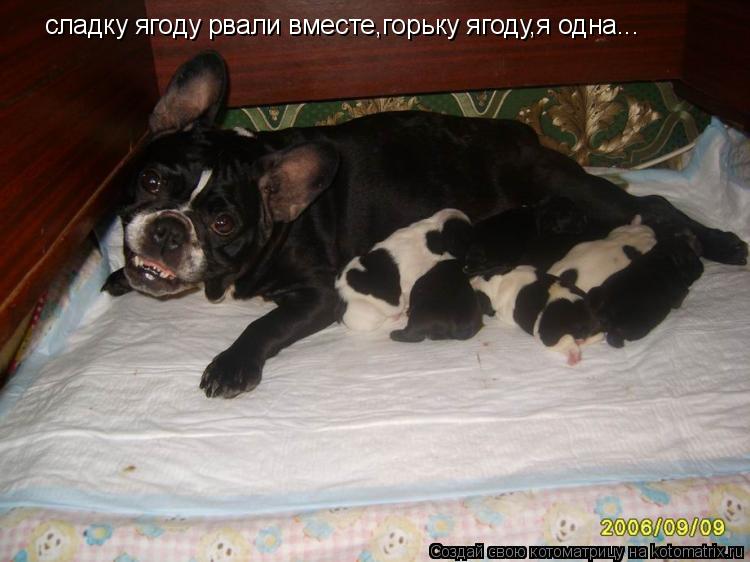 сладку ягоду рвали вместе,горьку ягоду,я одна...... Котоматрица: сладку ягоду рвали вместе,горьку ягоду,я одна...