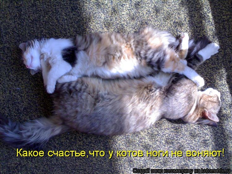 Какое счастье,что у котов ноги не воняют!... Котоматрица: Какое счастье,что у котов ноги не воняют!