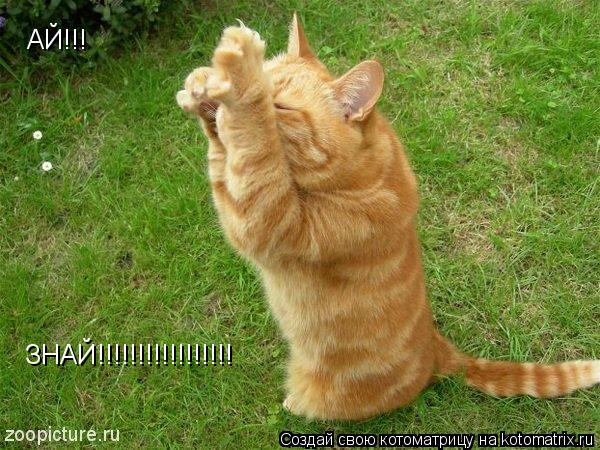 АЙ!!! ЗНАЙ!!!!!!!!!!!!!!!!!... Котоматрица: АЙ!!! ЗНАЙ!!!!!!!!!!!!!!!!!