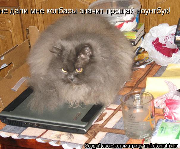 не дали мне колбасы значит прощай ноунтбук!... Котоматрица: не дали мне колбасы значит прощай ноунтбук!