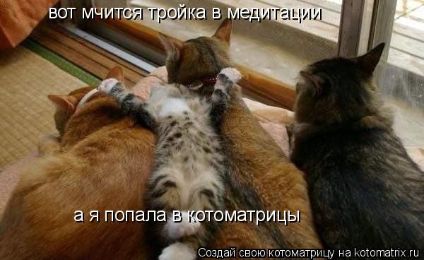 вот мчится тройка в медитации а я попала в котоматрицы... Котоматрица: вот мчится тройка в медитации а я попала в котоматрицы