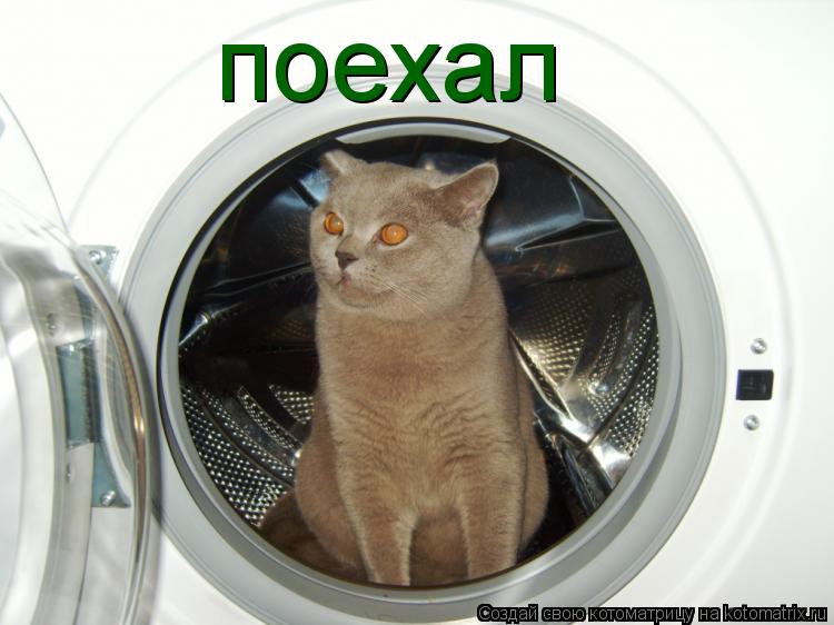 поехал... Котоматрица: поехал