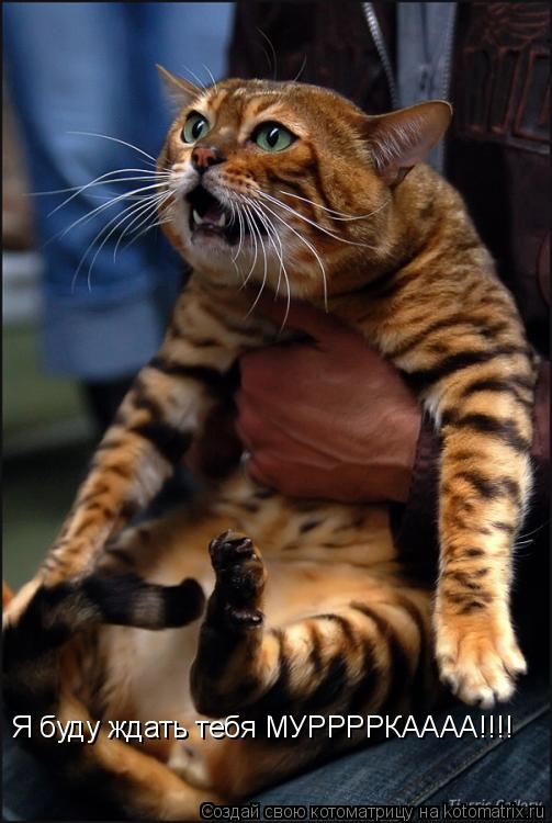 Я буду ждать тебя МУРРРРКАААА!!!!... Котоматрица: Я буду ждать тебя МУРРРРКАААА!!!!