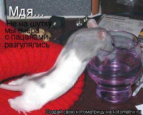 Мдя... Не на шутку мы вчера с пацанами разгулялись... Котоматрица: Мдя... Не на шутку мы вчера с пацанами разгулялись