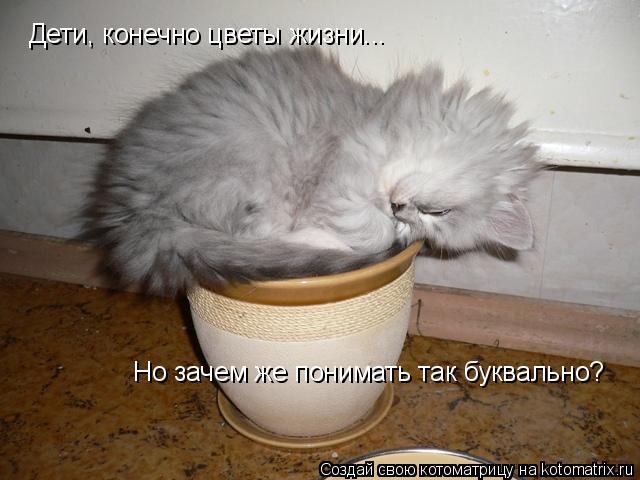 Дети, конечно цветы жизни... Но зачем же понимать так буквально?... Котоматрица: Дети, конечно цветы жизни... Но зачем же понимать так буквально?