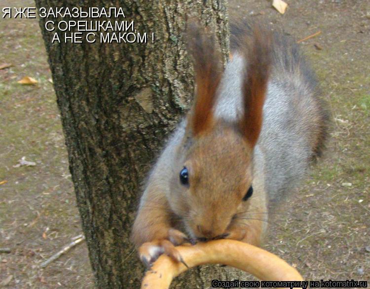 Я ЖЕ ЗАКАЗЫВАЛА С ОРЕШКАМИ, А НЕ С МАКОМ !... Котоматрица: Я ЖЕ ЗАКАЗЫВАЛА С ОРЕШКАМИ, А НЕ С МАКОМ !
