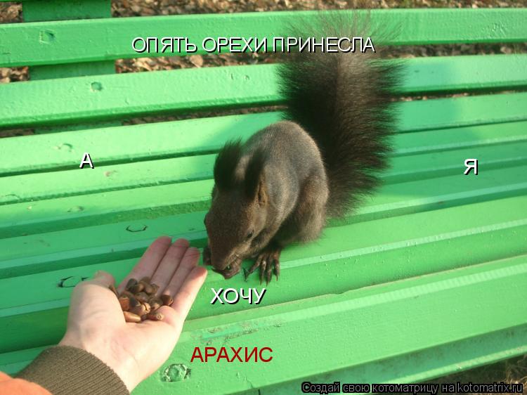 ОПЯТЬ ОРЕХИ ПРИНЕСЛА А Я ХОЧУ АРАХИС... Котоматрица: ОПЯТЬ ОРЕХИ ПРИНЕСЛА А Я ХОЧУ АРАХИС