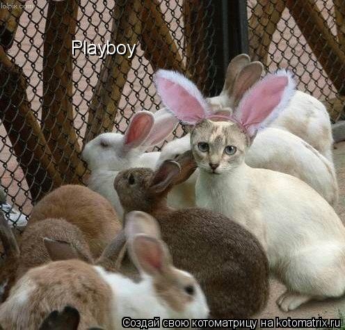 Playboy... Котоматрица: Playboy