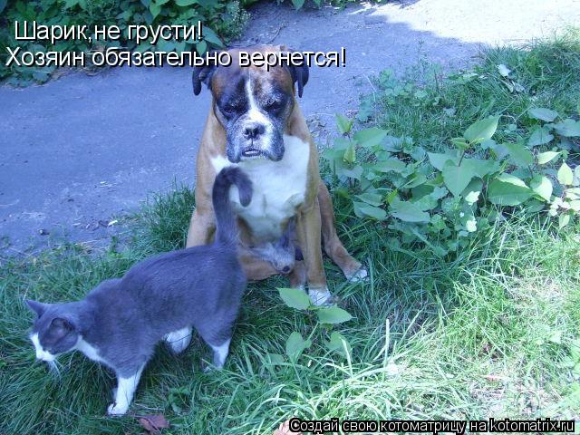 Шарик,не грусти! Хозяин обязательно вернется!... Котоматрица: Шарик,не грусти! Хозяин обязательно вернется!