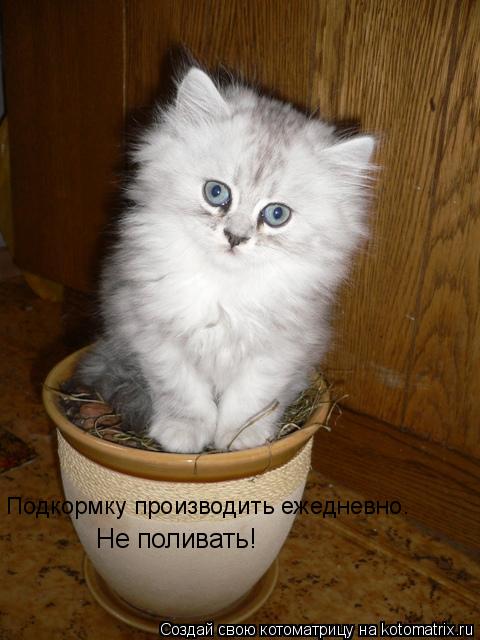 Подкормку производить ежедневно. Не поливать!... Котоматрица: Подкормку производить ежедневно. Не поливать!