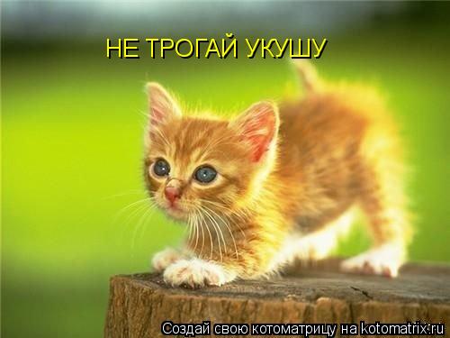 НЕ ТРОГАЙ УКУШУ... Котоматрица: НЕ ТРОГАЙ УКУШУ