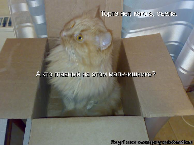 Торта нет, каюсь, съела. А кто главный на этом мальчишнике?... Котоматрица: Торта нет, каюсь, съела. А кто главный на этом мальчишнике?