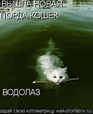 ВЫШЛА НОВАЯ ПОРОДА КОШЕК ВЫШЛА НОВАЯ ПОРДА КОШЕК ВОДОЛАЗ... Котоматрица: ВЫШЛА НОВАЯ ПОРОДА КОШЕК ВЫШЛА НОВАЯ ПОРДА КОШЕК ВОДОЛАЗ