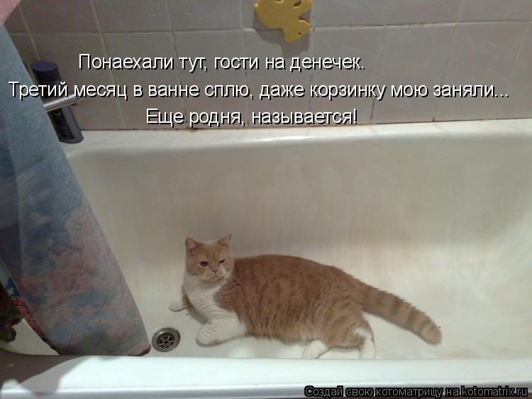 Третий месяц в ванне сплю, даже корзинку мою заняли... Понаехали тут, гости на денечек. Еще родня, н... Котоматрица: Третий месяц в ванне сплю, даже корзинку мою заняли... Понаехали тут, гости на денечек. Еще родня, называется!