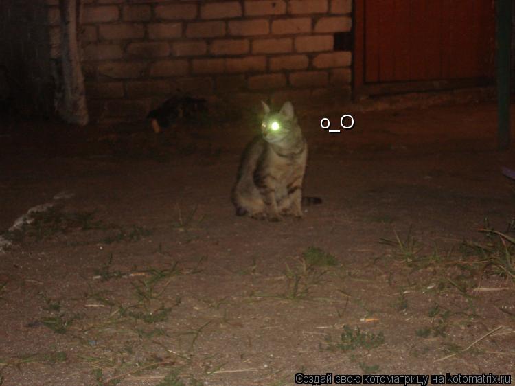 о_О... Котоматрица: о_О