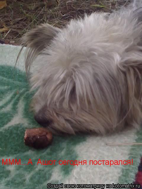 МММ...А Ашот сегодня постарался!... Котоматрица: МММ...А Ашот сегодня постарался!