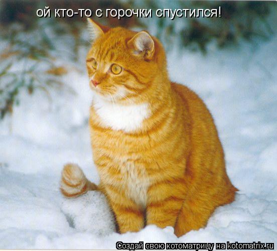 ой кто-то с горочки спустился!... Котоматрица: ой кто-то с горочки спустился!
