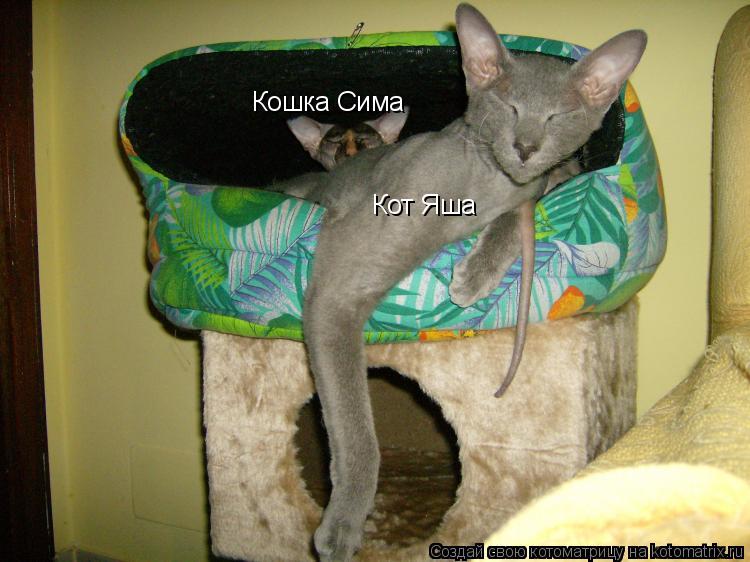 Кот Яша Кошка Сима... Котоматрица: Кот Яша Кошка Сима