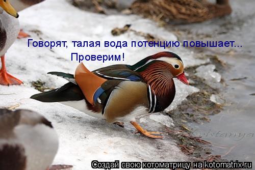Говорят, талая вода потенцию повышает... Проверим!... Котоматрица: Говорят, талая вода потенцию повышает... Проверим!