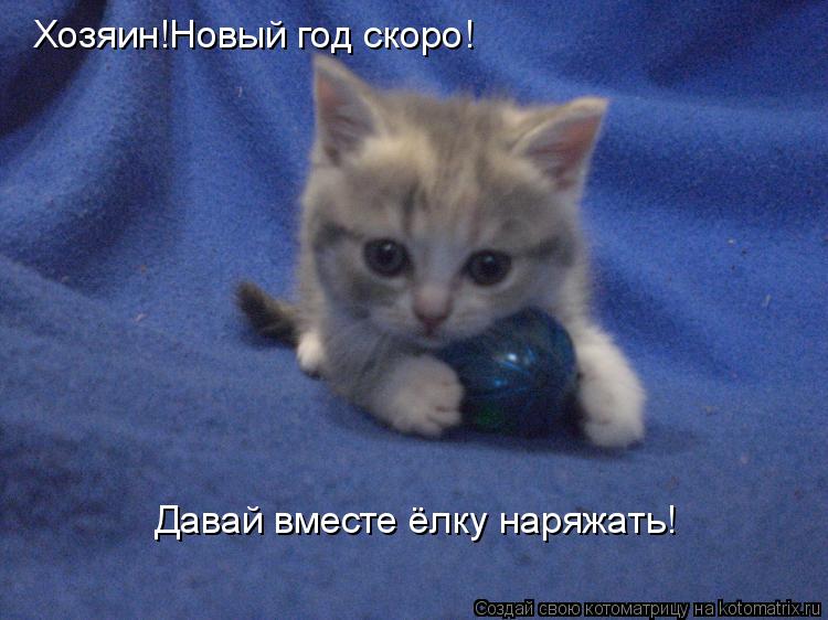 Хозяин!Новый год скоро! Давай вместе ёлку наряжать!... Котоматрица: Хозяин!Новый год скоро! Давай вместе ёлку наряжать!