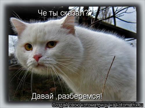 Че ты сказал?? Давай ,разберемся!... Котоматрица: Че ты сказал?? Давай ,разберемся!