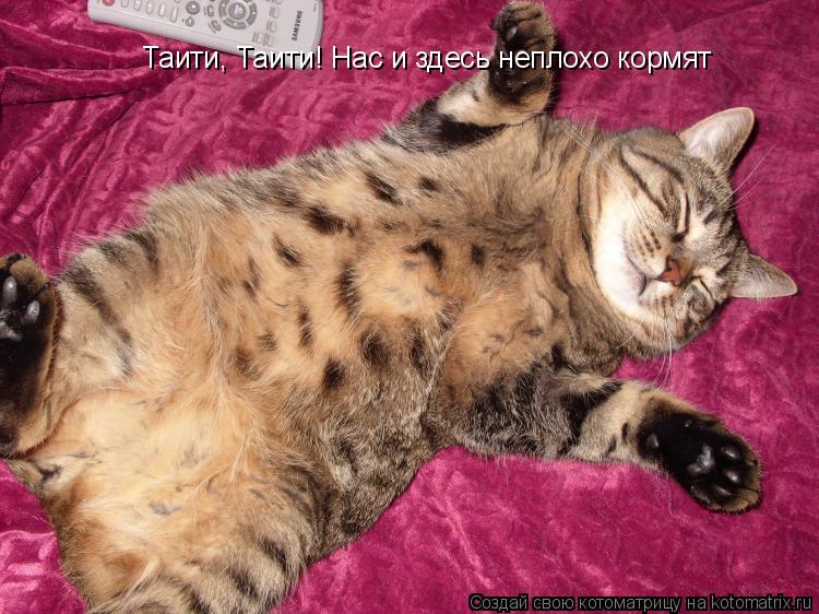 Таити, Таити! Нас и здесь неплохо кормят... Котоматрица: Таити, Таити! Нас и здесь неплохо кормят