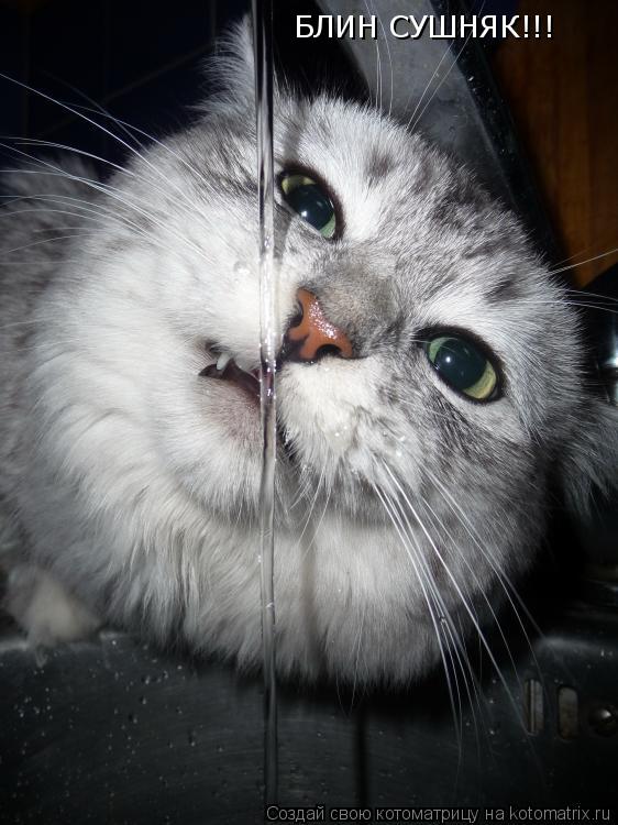 БЛИН СУШНЯК!!!... Котоматрица: БЛИН СУШНЯК!!!