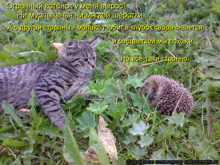 Странный котёнок у меня вырос! Ни мурлыканья,ни мягкой шёрстки... А с другой стороны - молоко любит,в... Котоматрица: Странный котёнок у меня вырос! Ни мурлыканья,ни мягкой шёрстки... А с другой стороны - молоко любит,в клубок сворачивается, и расцветкой мы по