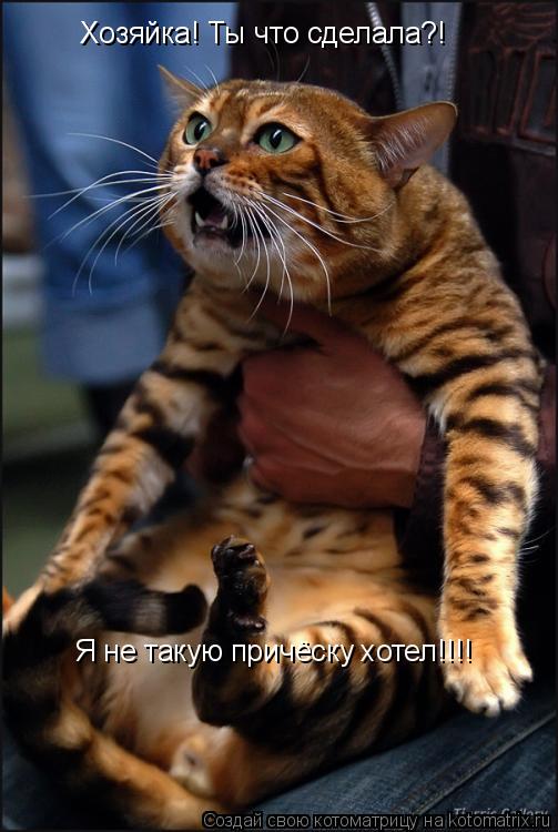 Хозяйка! Ты что сделала?! Я не такую причёску хотел!!!!... Котоматрица: Хозяйка! Ты что сделала?! Я не такую причёску хотел!!!!