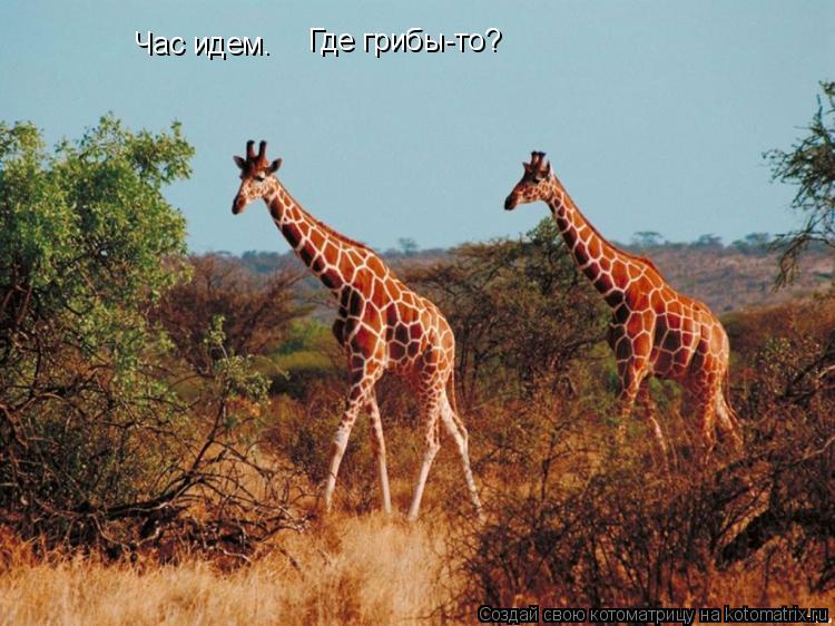 Час идем. Где грибы-то?... Котоматрица: Час идем. Где грибы-то?