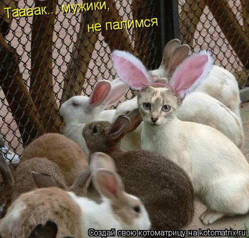 Таааак... мужики, не палимся... Котоматрица: Таааак... мужики, не палимся
