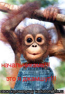 начальникама!!! это я джамшут!!!... Котоматрица: начальникама!!! это я джамшут!!!
