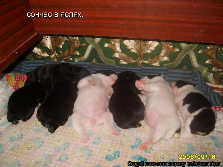 сончас в яслях.... Котоматрица: сончас в яслях.
