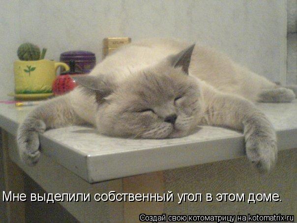Мне выделили собственный угол в этом доме.... Котоматрица: Мне выделили собственный угол в этом доме.