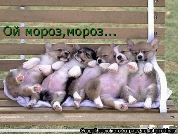 Ой мороз,мороз...... Котоматрица: Ой мороз,мороз...