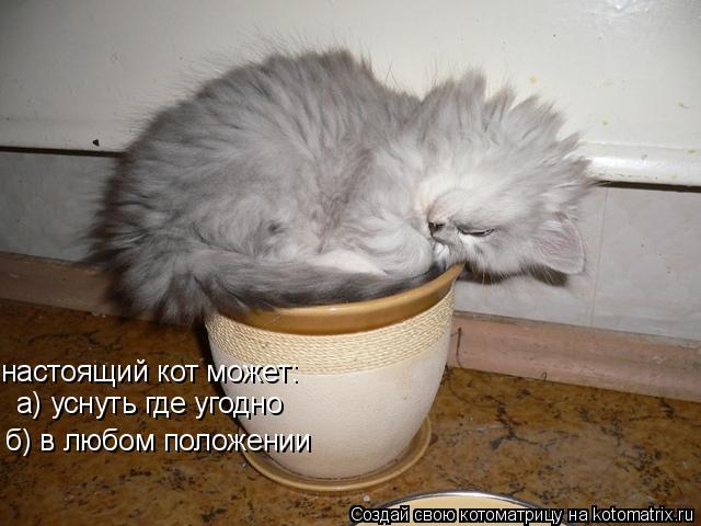 настоящий кот может: а) уснуть где угодно б) в любом положении... Котоматрица: настоящий кот может: а) уснуть где угодно б) в любом положении
