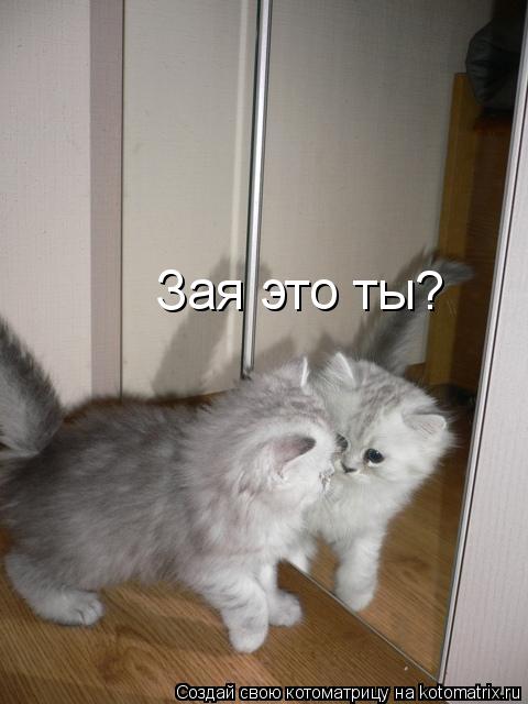Зая это ты?... Котоматрица: Зая это ты?