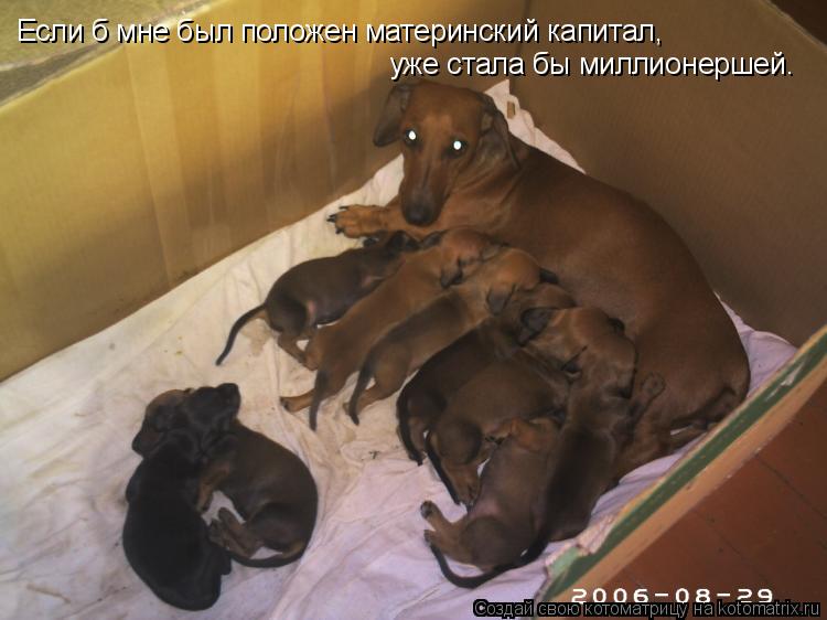 Если б мне был положен материнский капитал, уже стала бы миллионершей.... Котоматрица: Если б мне был положен материнский капитал, уже стала бы миллионершей.