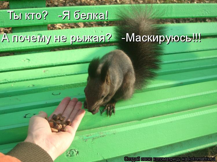 Ты кто? -Я белка! А почему не рыжая? -Маскируюсь!!!... Котоматрица: Ты кто? -Я белка! А почему не рыжая? -Маскируюсь!!!