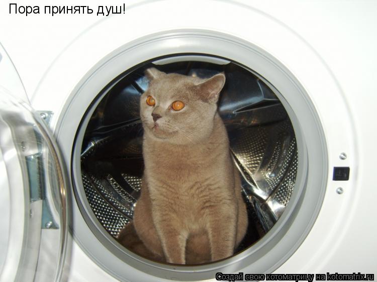Пора принять душ!... Котоматрица: Пора принять душ!